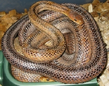 bairdspair