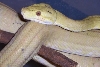 yellowatb