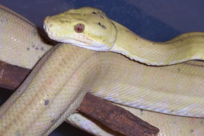 yellowatb