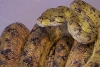 yellowmaleatb