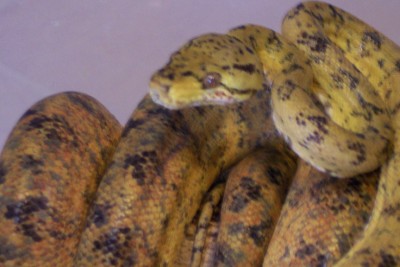 yellowmaleatb