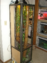 tokay cage