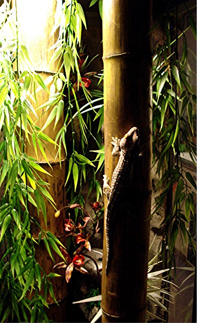tokay in cage