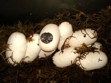 9 black pine eggs