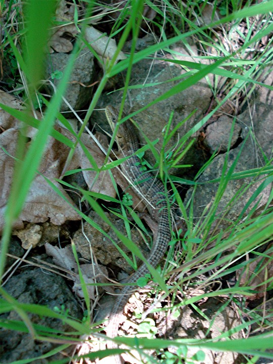 another southern alligator lizard