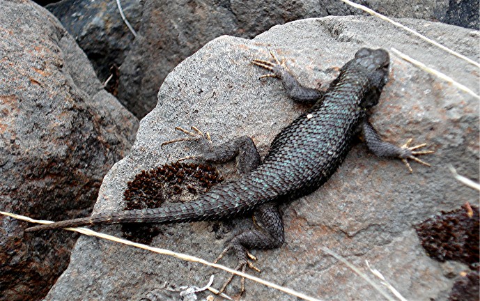 darkest western fence lizard i've ever seen