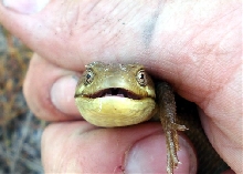 southern alligator lizard