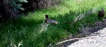 huge pheasent and his mate