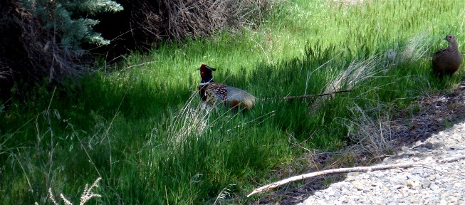 huge pheasent and his mate