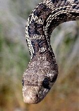 pacific gopher closeup