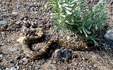 southern pacific rattlesnake