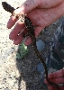 gorgeous southern alligator lizard with full tail and no scars