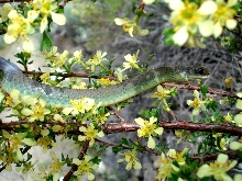 cool photo of western racer