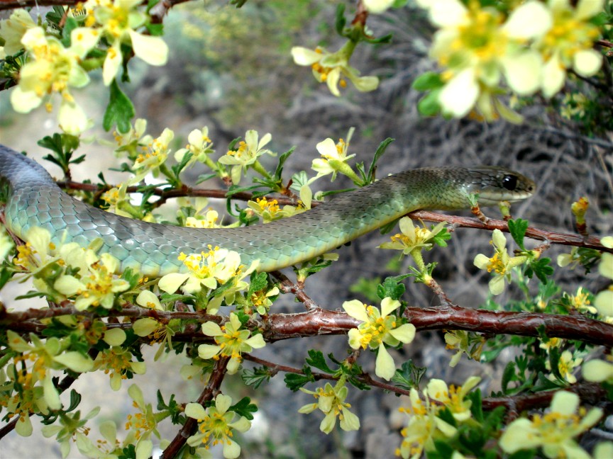 cool photo of western racer