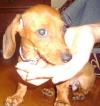 Daisy