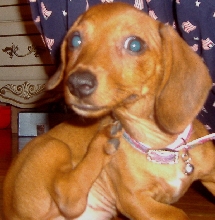 Daisy