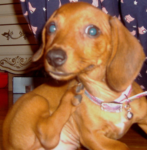 Daisy