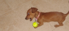 Daisy