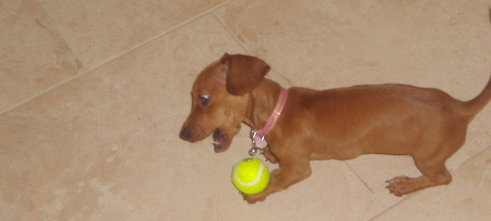 Daisy