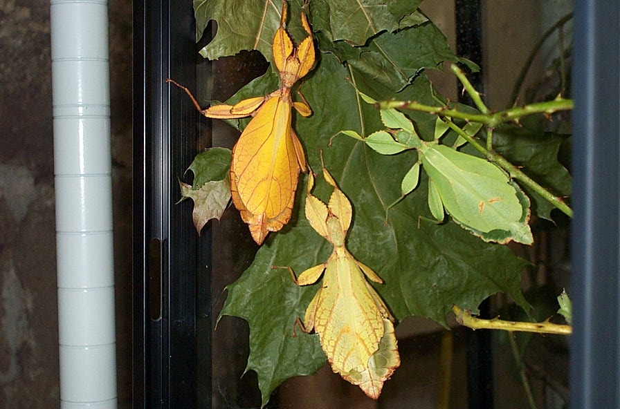 My three color phases of Phyllium spec.