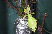 Phyllium spec.
