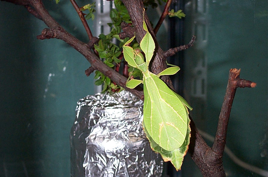 Phyllium spec.