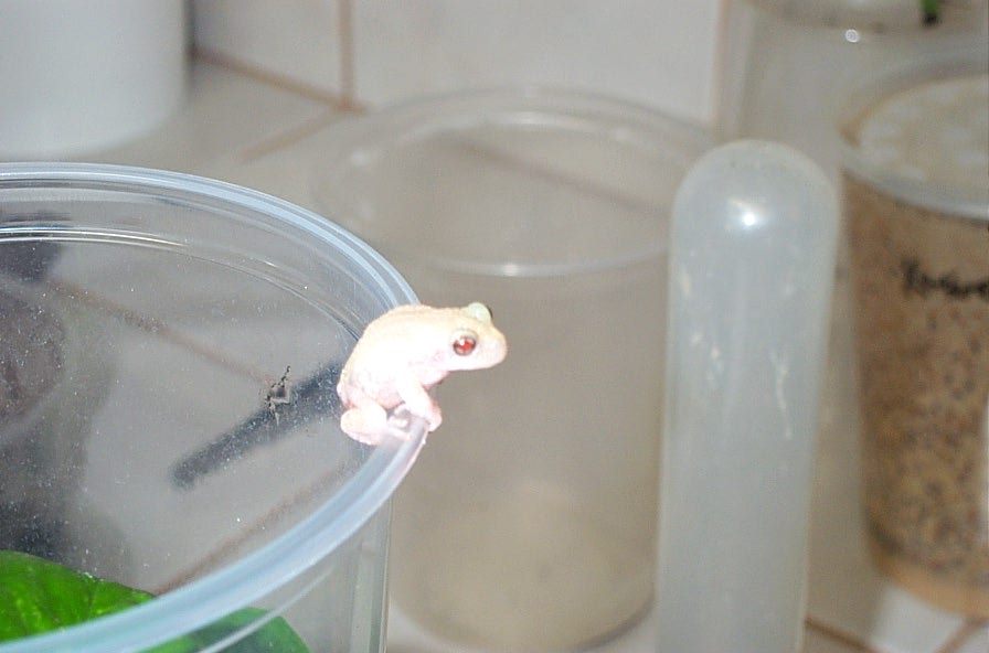 albino grey tree frog