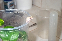 albino grey tree frog