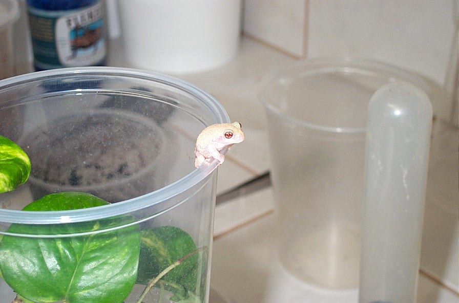 albino grey tree frog