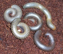 unidentified species
