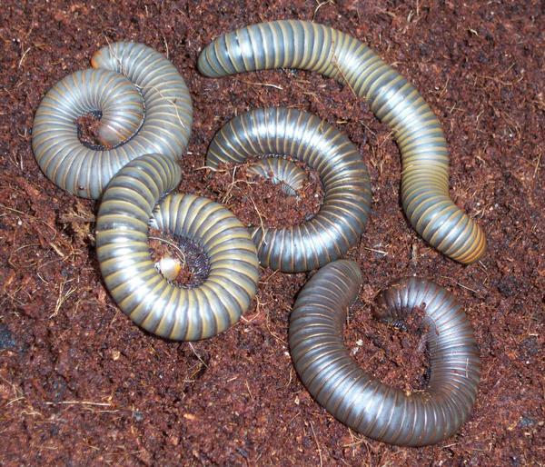 unidentified species