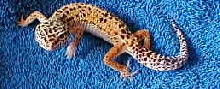 Female leopard gecko