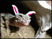 Easter Gecko