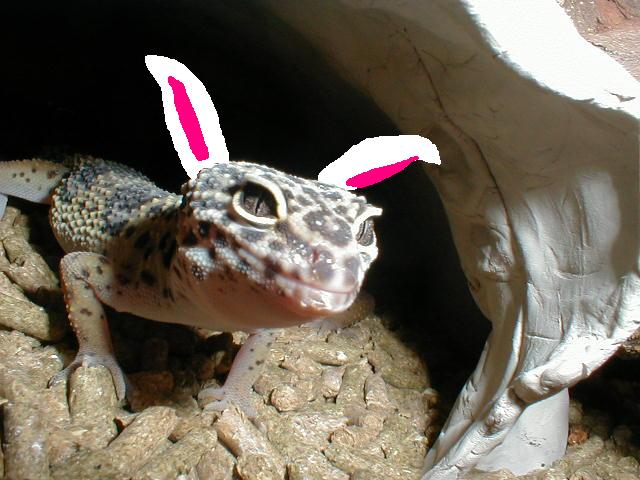 Easter Gecko