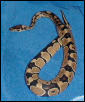 Herman