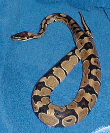 Herman