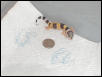 New Baby Gecko
