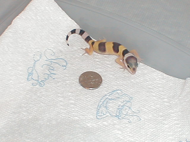 New Baby Gecko