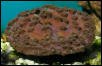 Saltwater - Austin Aquariums