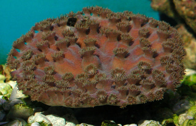 Saltwater - Austin Aquariums