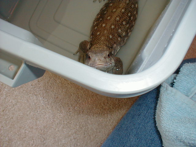 Bathtime's over