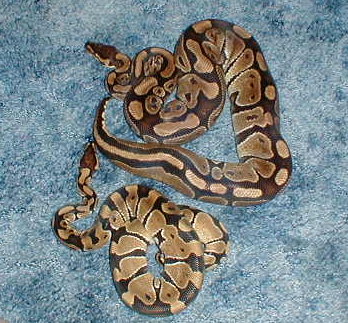Size comparison