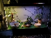 Crested Gecko Enclosure