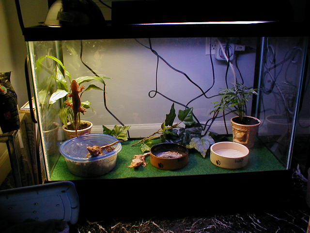 Crested Gecko Enclosure