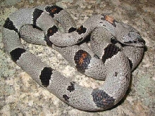 juno male