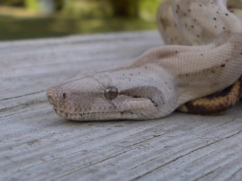 Female Hogg Island Boa