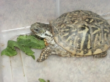 found turtle