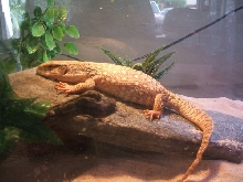 After Eating A Full Grown Mouse!