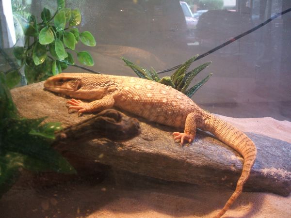 After Eating A Full Grown Mouse!