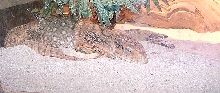Whats Wrong With His Tail??!!??!!